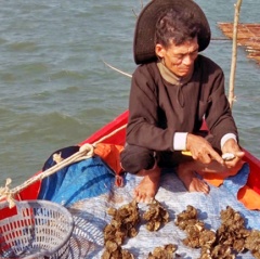 Kỳ Anh, Hà Tĩnh bắt đầu vụ thu hoạch hàu