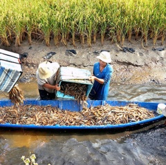 Trồng lúa sạch trên đất nuôi tôm ở Cà Mau