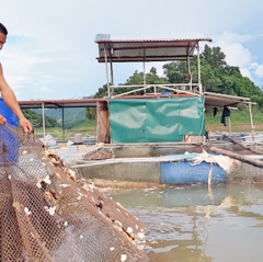 Kinh nghiệm cho cá ăn tỏi chữa bệnh, cá lớn vù vù