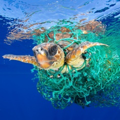 Bên trong ruột mỗi con rùa biển đều có chứa hạt vi nhựa