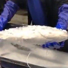 Cá ướp lạnh đông cứng hồi sinh sau hai giây thả vào chậu nước