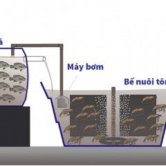 Hệ thống biofloc tích hợp tôm thẻ chân trắng và cá rô phi