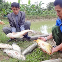 Nông dân Nghệ An nuôi thành công cá chép giòn