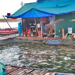 Yên Bái: Tình trạng vi phạm nuôi cá lồng trái phép trên hồ Thác Bà