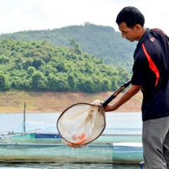 Xây dựng sản phẩm địa phương từ cá nuôi ở hồ Liệt Sơn
