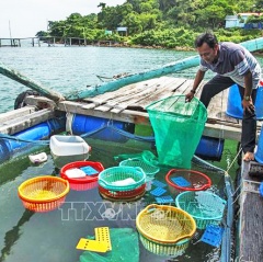 Tiên Hải chú trọng phát triển mô hình nuôi ốc hương