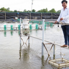 Bình Đại nuôi tôm hai giai đoạn cho hiệu quả cao