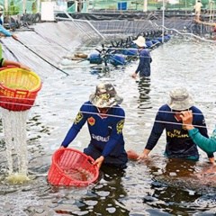 Ứng dụng công nghệ sinh học vào sản xuất tôm Cà Mau