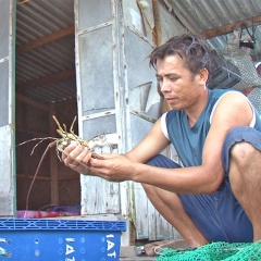 Nuôi trồng thủy sản Cam Ranh thiệt hại hơn 101 tỷ đồng