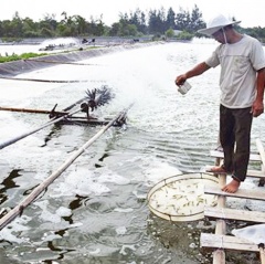 Doanh nghiệp gom đủ hàng, giá cá tra hạ nhiệt, tôm chững lại