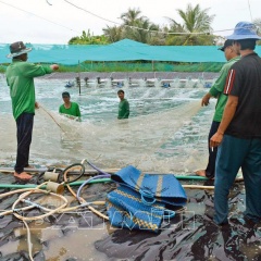 Nông dân nuôi tôm Cà Mau phấn khởi vì giá tôm tăng