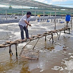 Nuôi tôm siêu thâm canh vẫn còn thiếu tính bền vững