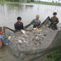 Nguyên tắc 5 đúng trong phòng và trị bệnh thủy sản