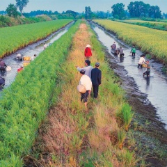 Hướng đi đúng từ liên kết vùng nuôi tôm có chứng nhận