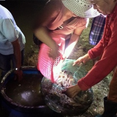 Thừa Thiên Huế: Gia cố bờ bao hàng chục ha tôm trong mưa lũ