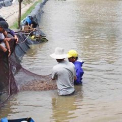 Quảng Ngãi: Người nuôi tôm trắng tay sau lũ