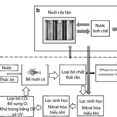 Tích hợp vi tảo trong hệ thống nuôi trồng thủy sản tuần hoàn