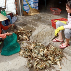 Tôm hùm nuôi trên vịnh Cam Ranh chết hàng loạt