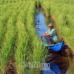 Cà Mau:Đưa cây lúa trở lại trên đất nuôi tôm