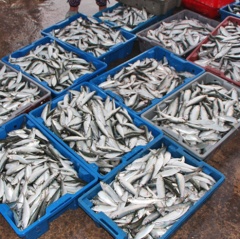 Ngư dân Lộc Hà liên tục "trúng" cá trích trái vụ