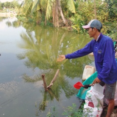 Ương cá giống thua hóa chất, bày vi sinh