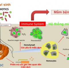 Chiến lược tự nhiên cải thiện sức khỏe và tăng trưởng của tôm nuôi