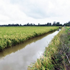 Luân canh lúa thông minh trên nền đất lúa - tôm