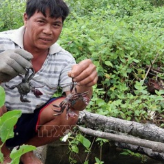 Ba khía nuôi tự nhiên dưới tán rừng ven biển "hút hàng"