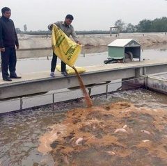 Thu hàng chục tỷ nhờ phương pháp nuôi cá “sông trong ao”