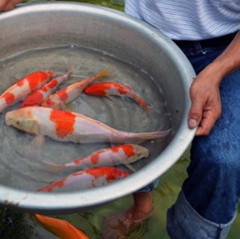 Hà Nội triển khai công tác phòng, chống dịch bệnh động vật thủy sản