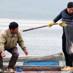 Nuôi thủy sản trên sông Vịnh, thu lãi 150 triệu đồng/1 ha