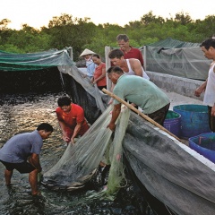 Người tiên phong nuôi cá lóc trong bể lót bạt