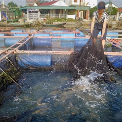 Nuôi cá lồng bè trên sông Đò Điệm, thu tiền tỷ dịp Tết