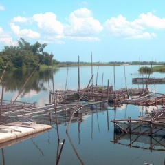 Mô hình nuôi cá lồng trên sông ở Hải Lăng gặp khó khăn