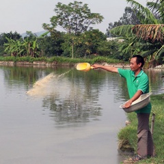 Thanh Hóa: Quản lý hoạt động kinh doanh thức ăn thủy sản