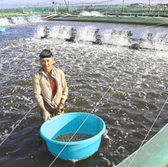 Ninh Thuận: Nuôi trồng thủy sản hướng đến mục tiêu bền vững