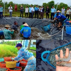 Kiên Giang: Nuôi tôm siêu thâm canh hai giai đoạn trên hồ trải bạt