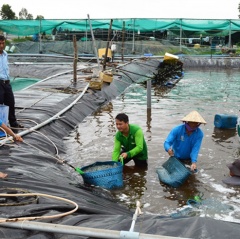 Nuôi tôm trong hồ lót bạt lãi lớn