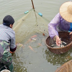 Hà Tĩnh xây dựng "vệ tinh" ương cá giống chất lượng cao