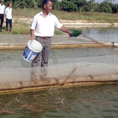 Hà Nam phát triển nuôi cá theo công nghệ “sông trong ao”