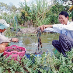 Giá tôm càng xanh ở Trà Vinh tăng mạnh