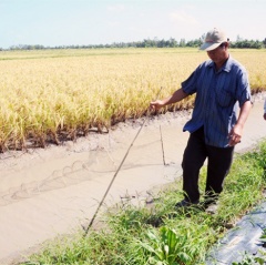 Nông dân ĐBSCL phấn khởi nhờ trúng mùa tôm lúa