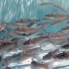 Vaccine có thể cứu hàng triệu người nuôi cá da trơn Hoa Kỳ