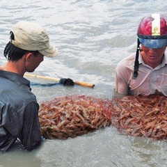 Xây dựng doanh nghiệp xã hội để liên kết ngành tôm