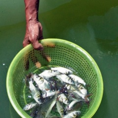 Nuôi cá hô dưới lòng hồ thủy điện ở Lâm Đồng