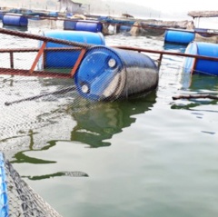 Hỗ trợ người nuôi cá Hồ Thác Bà bị thiệt hại nặng do mưa lốc