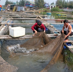 Nuôi cá lồng vượt quy hoạch trên khu vực biển Nghi Sơn