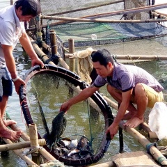 Cá cho ngày tết