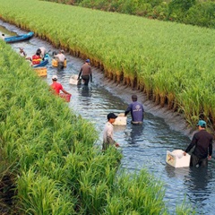 Tăng thu nhập trên đất lúa - tôm