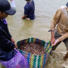 Nông dân nuôi tôm Bạc Liêu trúng mùa, trúng giá